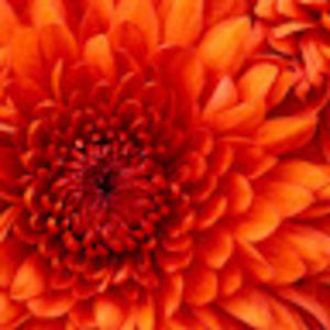 Meet your Posher, Maggie